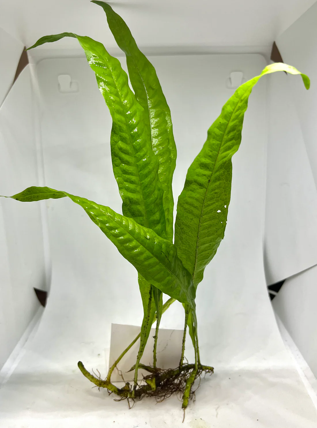 Java Fern - Image 2
